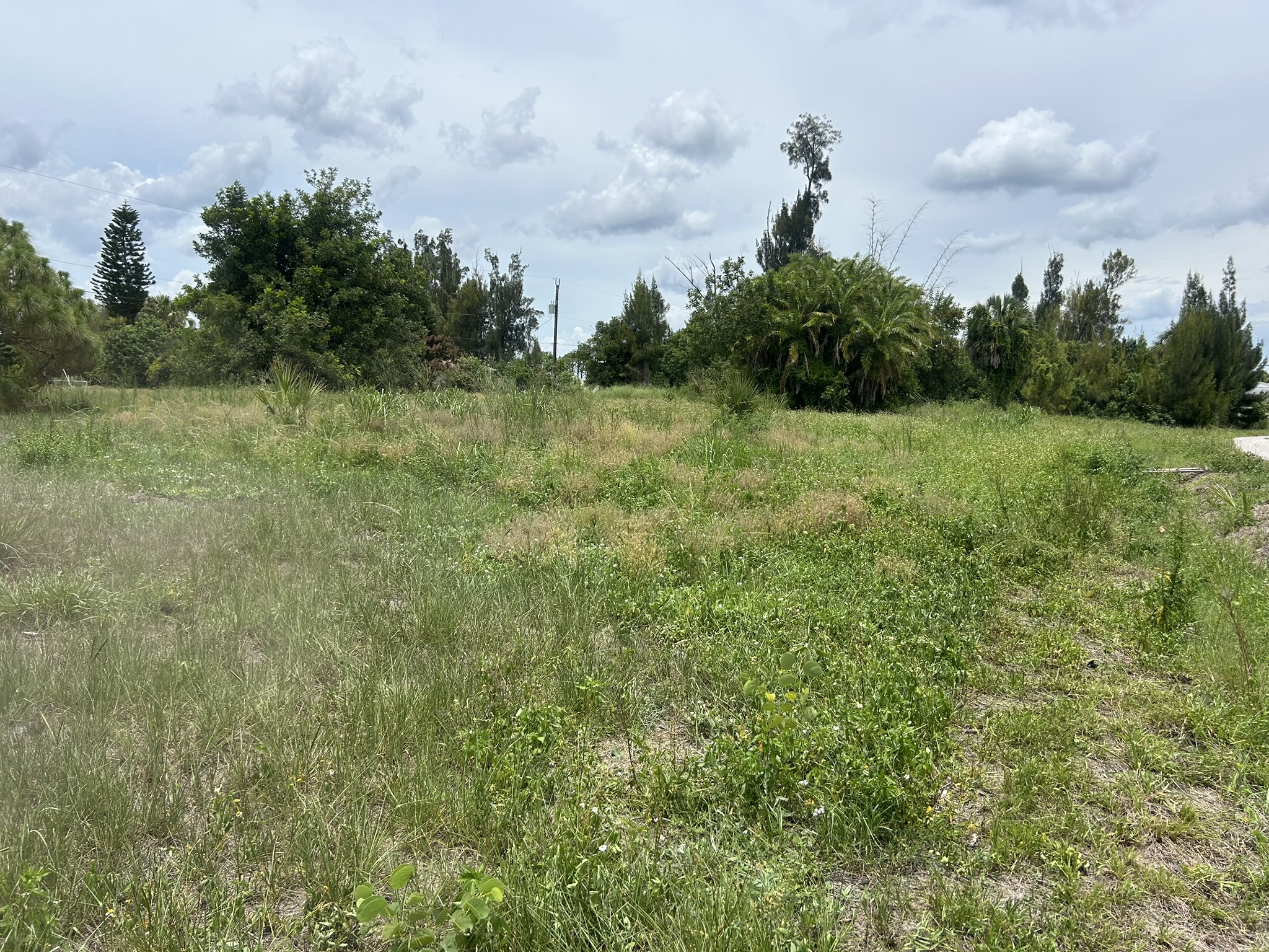 Wide before view of overgrown lot before mowing in North Port